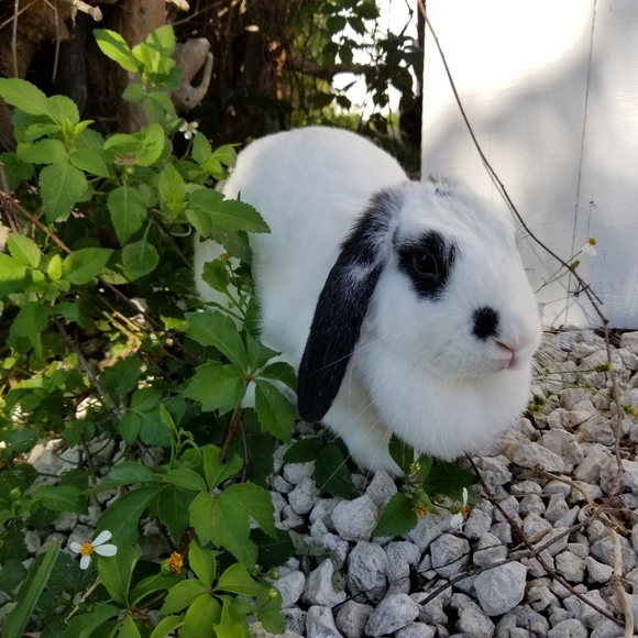 πΏπ» Meet your Posher π»πΏ - Picture 6 of 7